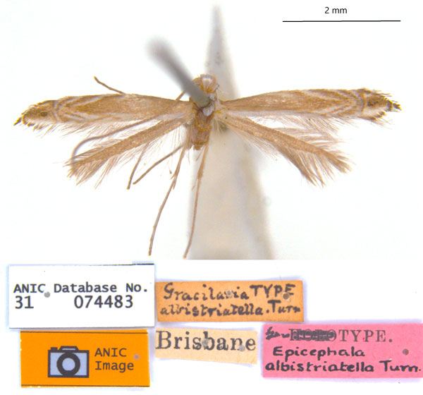 /filer/webapps/moths_gc/media/images/A/albistriatella_Epicephala_LT_ANIC.jpg