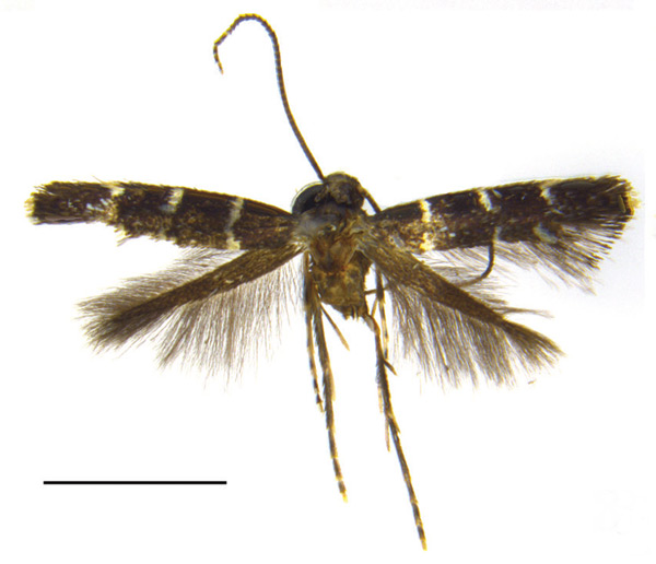 /filer/webapps/moths_gc/media/images/A/alboannulata_Metriochroa_HT_Bai-et-al_2016_142-.jpg