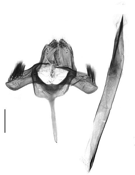 /filer/webapps/moths_gc/media/images/A/alboannulata_Metriochroa_HT_GM_Bai-et-al_2016_144.jpg