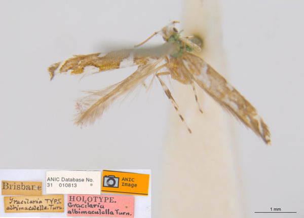 /filer/webapps/moths_gc/media/images/A/albomaculella_Acrocercops_HT_ANIC.jpg