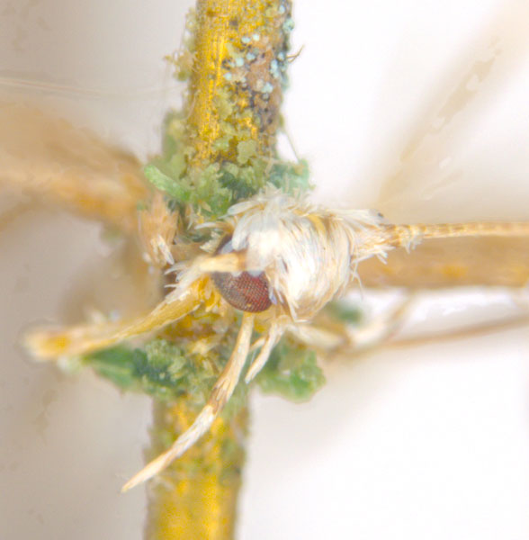 /filer/webapps/moths_gc/media/images/A/albomaculella_Acrocercops_HT_head_ANIC.jpg