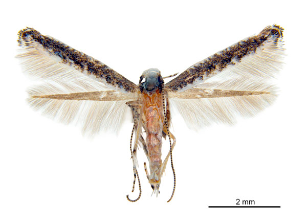 /filer/webapps/moths_gc/media/images/A/albomarginata_Cuphodes_F_NULT023028.jpg