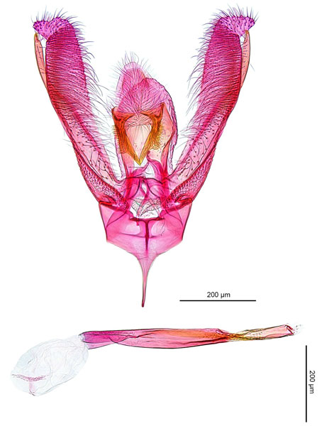 /filer/webapps/moths_gc/media/images/A/albomarginata_Cuphodes_GM_NULT022904_ANIC.jpg