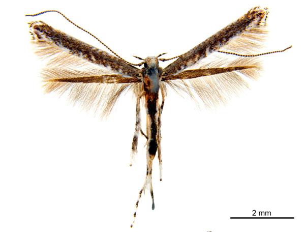 /filer/webapps/moths_gc/media/images/A/albomarginata_Cuphodes_M_NULT022782.jpg