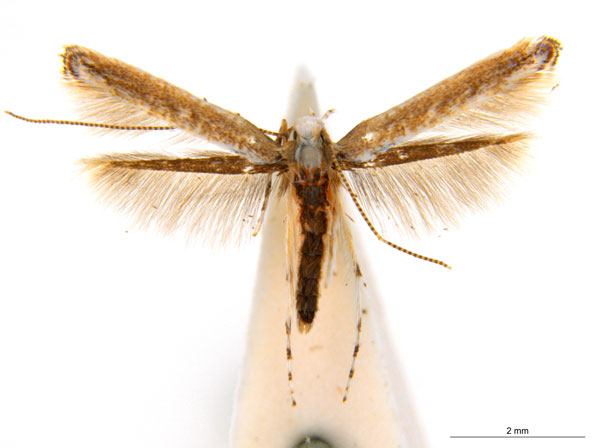 /filer/webapps/moths_gc/media/images/A/albomarginata_Cuphodes_M_NULT022904.jpg