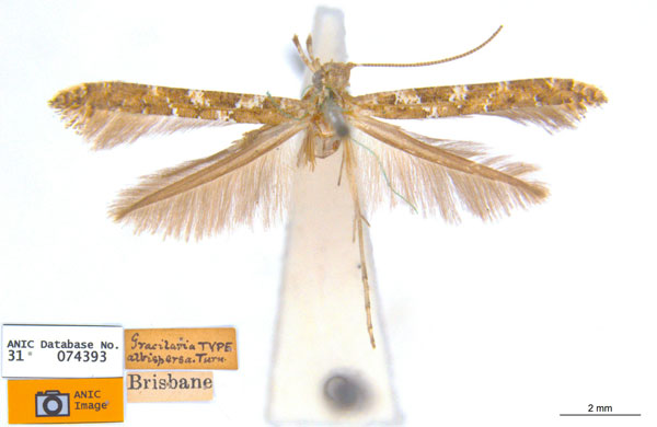 /filer/webapps/moths_gc/media/images/A/albospersa_Caloptilia_ST_ANIC.jpg