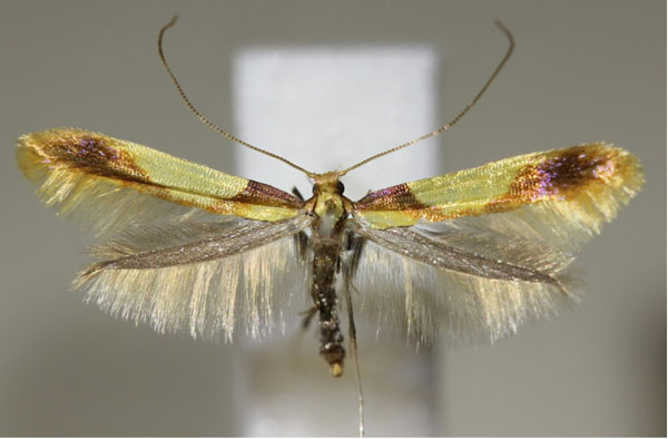 /filer/webapps/moths_gc/media/images/A/alchimiella_Caloptilia_A_Hellers_2017_134.jpg