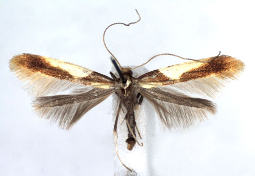 /filer/webapps/moths_gc/media/images/A/alchimiella_Caloptilia_A_WJDP.jpg