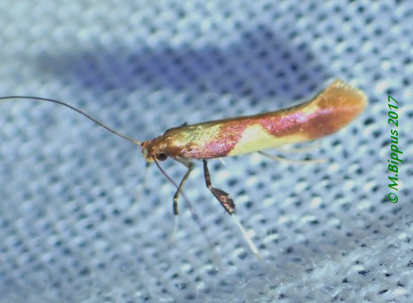 /filer/webapps/moths_gc/media/images/A/alchimiella_Caloptilia_Bippus_Germany-Schwarmstedt_02-v-2017.jpg