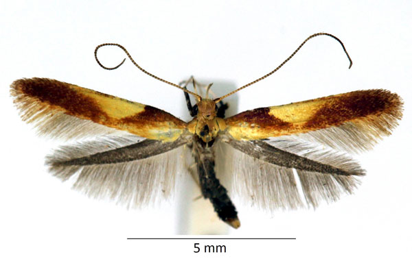 /filer/webapps/moths_gc/media/images/A/alchimiella_Caloptilia_iM_02_LR.jpg