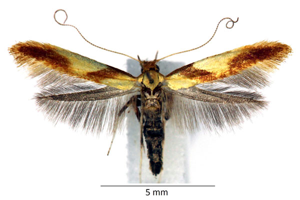 /filer/webapps/moths_gc/media/images/A/alchimiella_Caloptilia_iW_01_LR.jpg