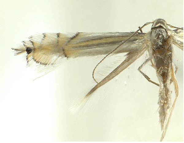 /filer/webapps/moths_gc/media/images/A/allisonae_Phyllocnistis_A_Triberti-etal_2024_37.jpg