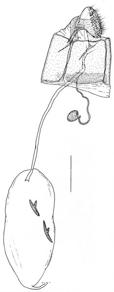 /filer/webapps/moths_gc/media/images/A/allisonae_Phyllocnistis_GF_Triberti-etal_2024_44.jpg