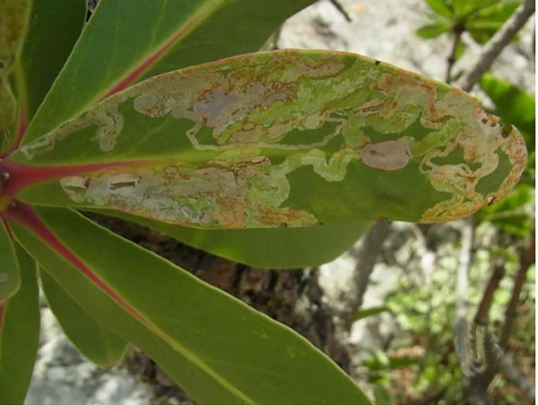 /filer/webapps/moths_gc/media/images/A/allisonae_Phyllocnistis_mine_Triberti-etal_2024_49.jpg