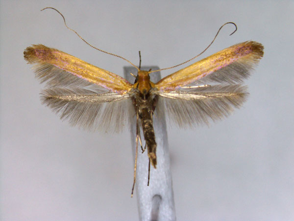 /filer/webapps/moths_gc/media/images/A/alni_Caloptilia_A_EIHU.jpg