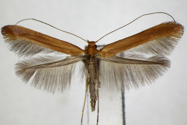 /filer/webapps/moths_gc/media/images/A/alni_Caloptilia_A_ZSM.jpg