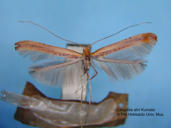 /filer/webapps/moths_gc/media/images/A/alni_Caloptilia_HT_EIHU.jpg