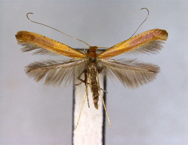 /filer/webapps/moths_gc/media/images/A/alni_Caloptilia_PT_EIHU.jpg