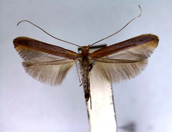 /filer/webapps/moths_gc/media/images/A/alni_Caloptilia_PT_EIHU_2.jpg