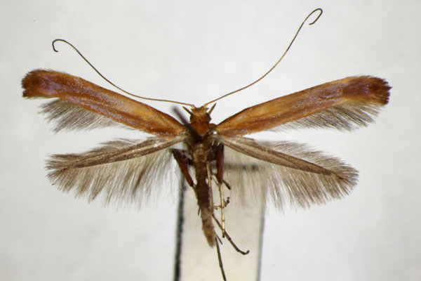/filer/webapps/moths_gc/media/images/A/alni_Caloptilia_PT_ZSM.jpg