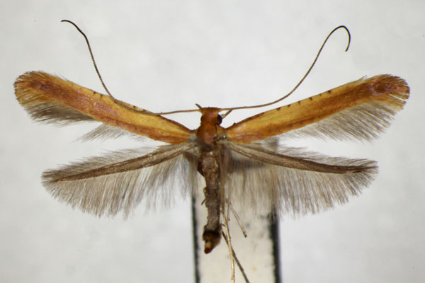 /filer/webapps/moths_gc/media/images/A/alni_Caloptilia_PT_ZSM_2.jpg
