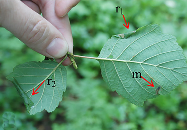 /filer/webapps/moths_gc/media/images/A/alni_Caloptilia_mine_Caloptilia_2019_34.jpg