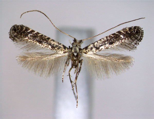/filer/webapps/moths_gc/media/images/A/alni_Parornix_A_EIHU.jpg