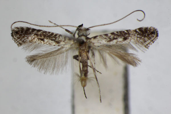 /filer/webapps/moths_gc/media/images/A/alni_Parornix_A_ZSM.jpg