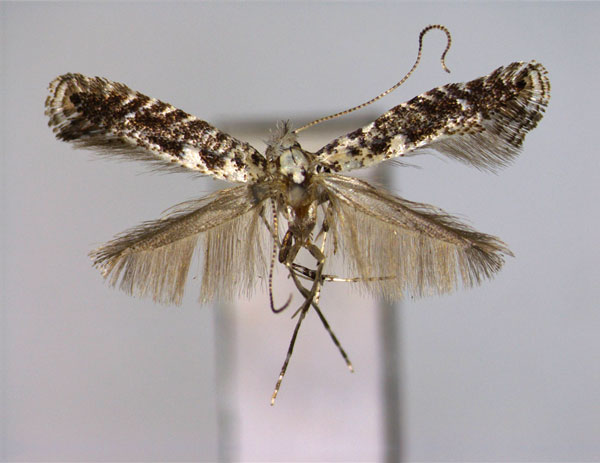 /filer/webapps/moths_gc/media/images/A/alni_Parornix_PT_EIHU.jpg