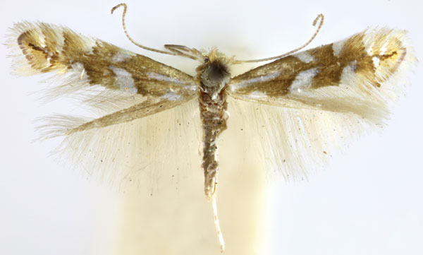 /filer/webapps/moths_gc/media/images/A/alnicolella_Phyllonorycter_ST_Eiseman-et-Davis_2020_212.jpg