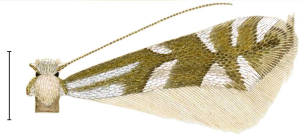 /filer/webapps/moths_gc/media/images/A/alnicolella_Phyllonorycter_ST_Eiseman-et-Davis_2020_212_26.jpg