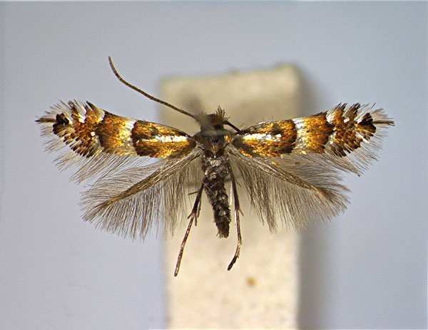 /filer/webapps/moths_gc/media/images/A/alnivorella_Phyllonorycter_A_EIHU.jpg