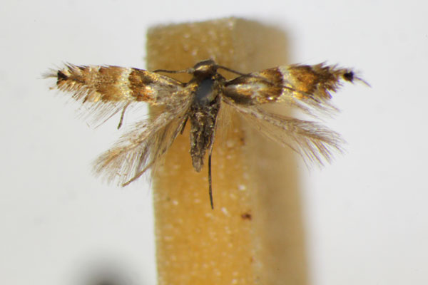 /filer/webapps/moths_gc/media/images/A/alnivorella_Phyllonorycter_A_ZSM.jpg