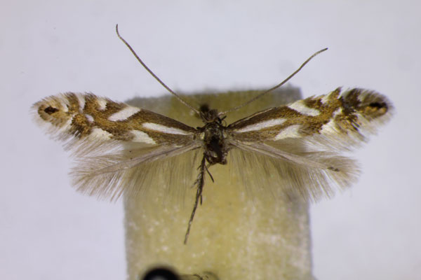 /filer/webapps/moths_gc/media/images/A/alpina_Phyllonorycter_A_BMNH.jpg