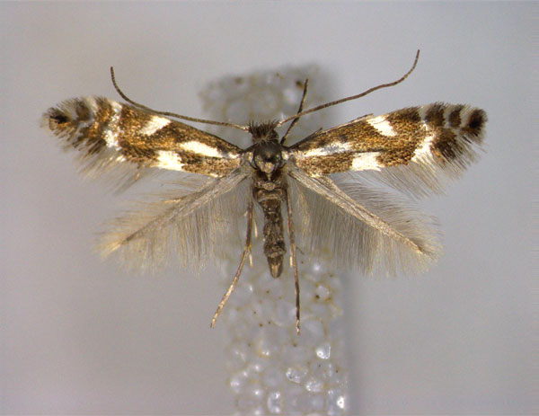 /filer/webapps/moths_gc/media/images/A/alpina_Phyllonorycter_A_EIHU.jpg