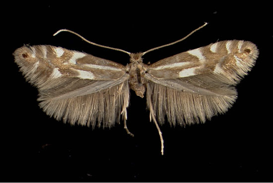 /filer/webapps/moths_gc/media/images/A/alpina_Phyllonorycter_A_Umhausen16031950_MHNG.jpg