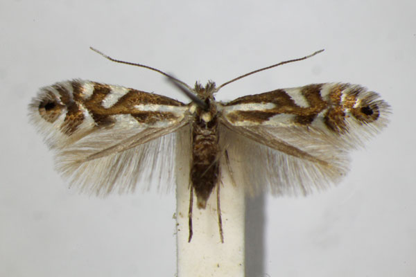 /filer/webapps/moths_gc/media/images/A/alpina_Phyllonorycter_A_ZSM.jpg