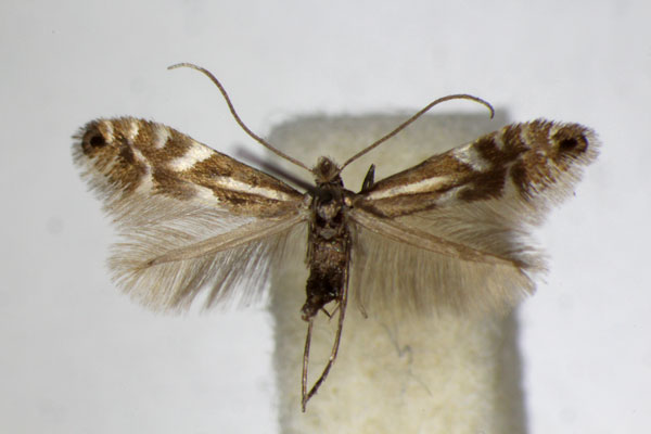 /filer/webapps/moths_gc/media/images/A/alpina_Phyllonorycter_A_ZSM_3.jpg
