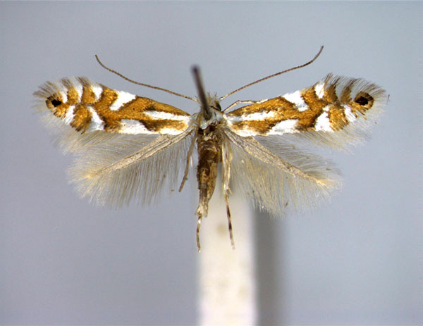 /filer/webapps/moths_gc/media/images/A/alpina_hauderiella_Phyllonorycter_A_EIHU.jpg