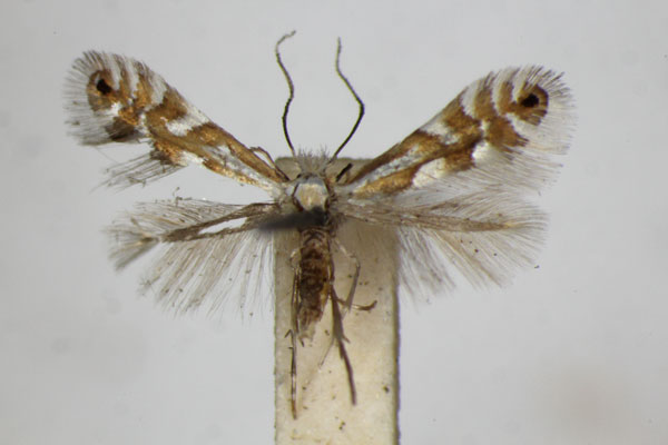 /filer/webapps/moths_gc/media/images/A/alpina_hauderiella_Phyllonorycter_A_ZSM_2.jpg