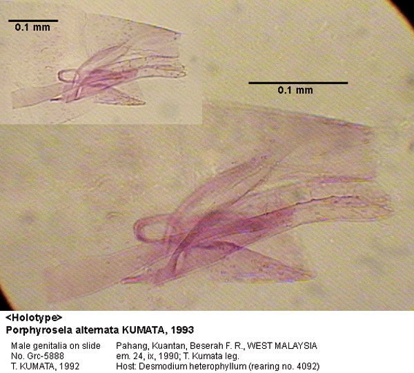 /filer/webapps/moths_gc/media/images/A/alternata_Porphyrosela_GM_HT_5888_EIHU.jpg