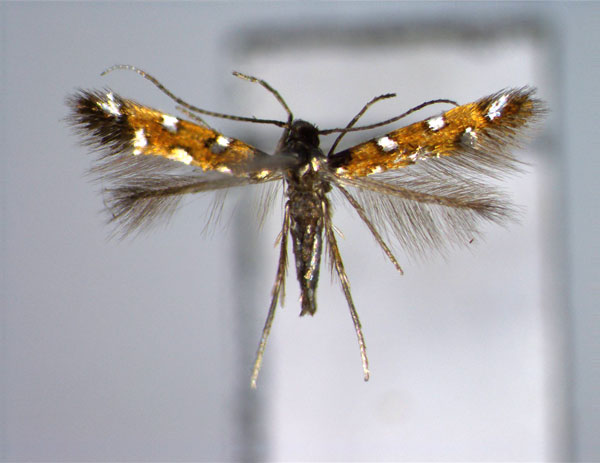 /filer/webapps/moths_gc/media/images/A/alternata_Porphyrosela_PT_EIHU.jpg
