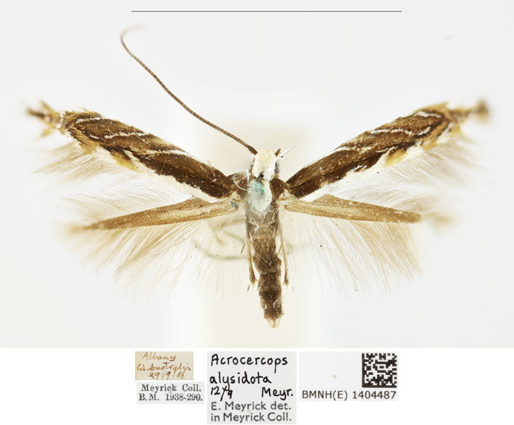 /filer/webapps/moths_gc/media/images/A/alysidota_Acrocercops_A_BMNH_1404487.jpg