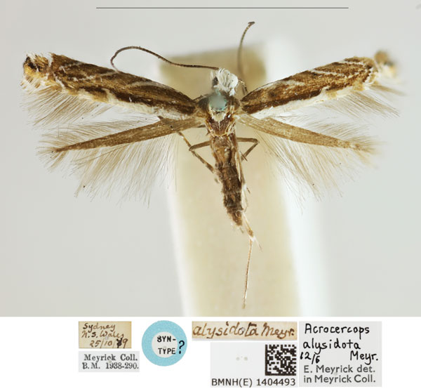 /filer/webapps/moths_gc/media/images/A/alysidota_Acrocercops_LT_BMNH_1404493.jpg