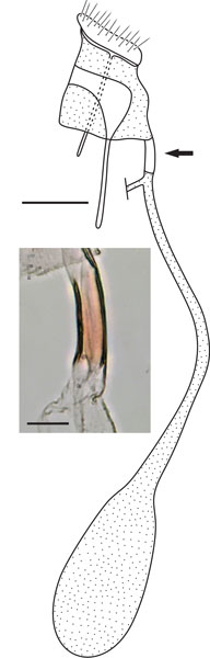 /filer/webapps/moths_gc/media/images/A/ambrosiavora_Atacamaptilia_GF_Espinoza-Donoso-etal_2022_408.jpg