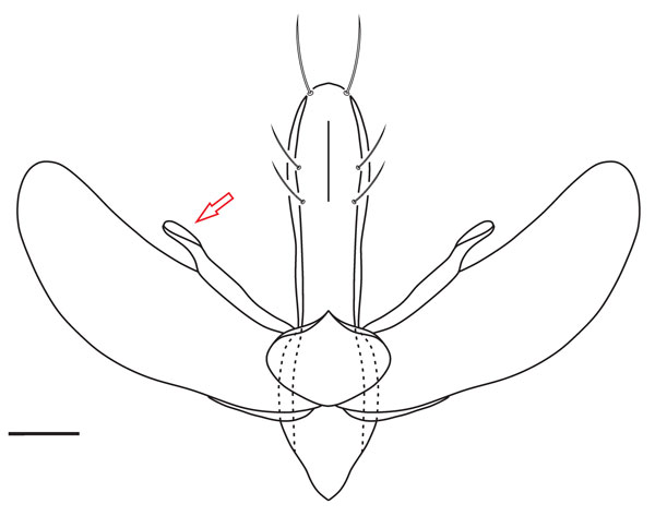 /filer/webapps/moths_gc/media/images/A/ambrosiavora_Atacamaptilia_GM_Espinoza-Donoso-etal_2022_408.jpg