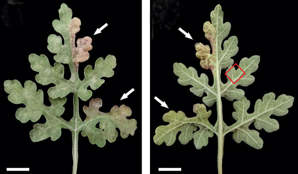 /filer/webapps/moths_gc/media/images/A/ambrosiavora_Atacamaptilia_Host-plant2_Espinoza-Donoso-etal_2022_416.jpg
