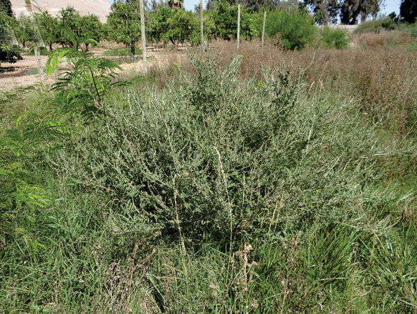 /filer/webapps/moths_gc/media/images/A/ambrosiavora_Atacamaptilia_Host-plant_Espinoza-Donoso-etal_2022_416.jpg