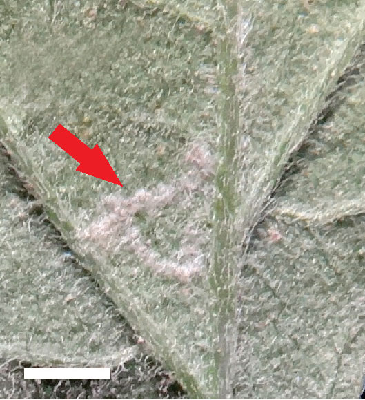 /filer/webapps/moths_gc/media/images/A/ambrosiavora_Atacamaptilia_Mine2_Espinoza-Donoso-etal_2022_416.jpg