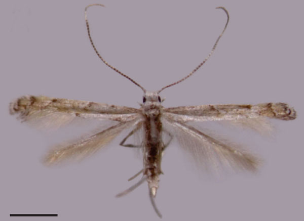 /filer/webapps/moths_gc/media/images/A/ambrosiavora_Atacamaptilia_PT_Espinoza-Donoso-etal_2022_407.jpg